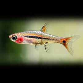 RASBORA BORARAS urophthalmoides M