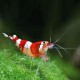 Caridina RED CRYSTAL