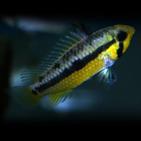 APISTOGRAMMA SP. BLACK CHIN M