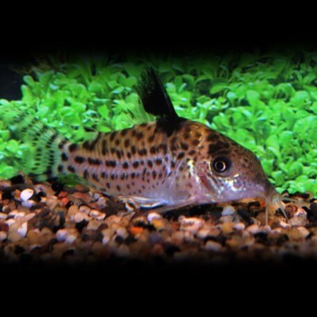 CORYDORAS AMBIACUS L