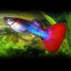 GUPPY MULTICOLOR QUEUE ROUGE M