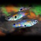 GUPPY ENDLER "ARC-EN-CIEL" MALE/FEMELLE M