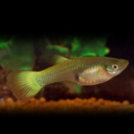 GUPPY FEMELLE NEON JAUNE M