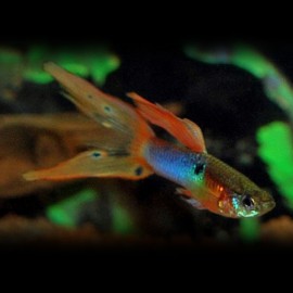 GUPPY JAPONAIS BLEU LYRE M