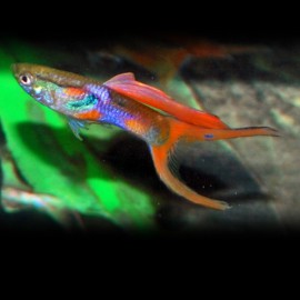 GUPPY BLEU CENDRE MALE / FEMELLE M