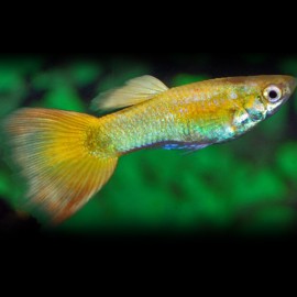 GUPPY PLATINIUM JAUNE M