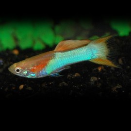 GUPPY SP. OR JAPAN  M