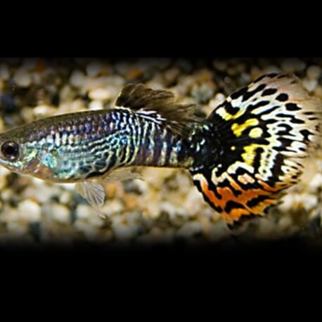 GUPPY SNAKESKIN MOSAIQUE P/M 