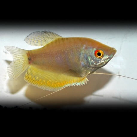 GOURAMI TRICHOPTERUS PLATINIUM M