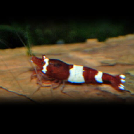 CREVETTE CARIDINA CANT. ROUGE PANDA M 