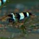 CREVETTE CARIDINA CANT. BLEU PANDA M