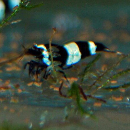 CREVETTE CARIDINA CANT. BLEU PANDA M