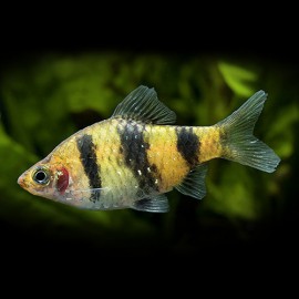 Barbus fasciatus 3,5-4cm