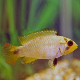 APISTOGRAMMA PANDURINI 