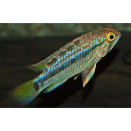 Apistogramma borelli yellow head 3-4cm