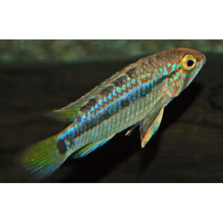 Apistogramma borelli yellow head 3-4cm