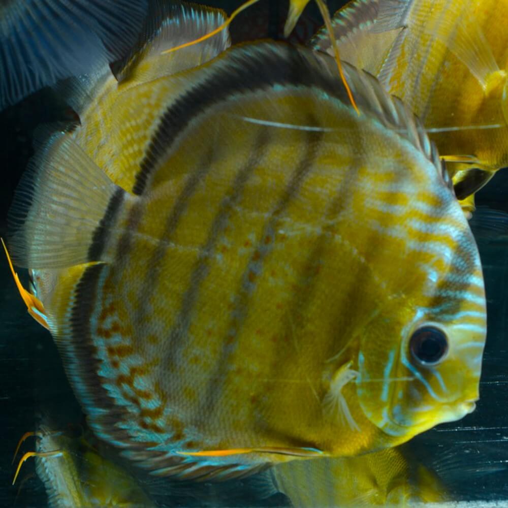 Discus Yellow Colombie Sauvage XL-XXL - Univers Aquatique