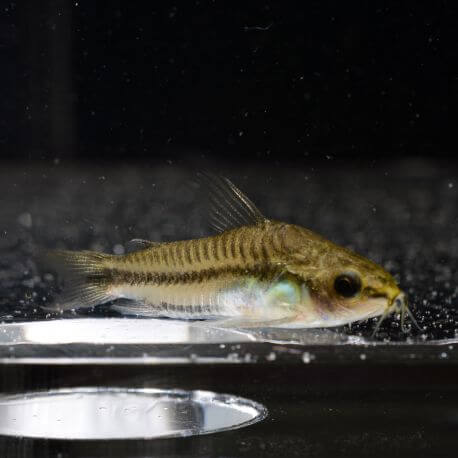 Corydoras pygmaeus M