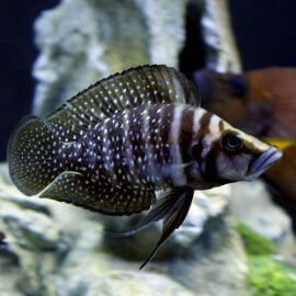 Altolamprologus calvus black pearl 3 - 4 cm