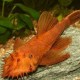 ANCISTRUS DOLICHOPTERUS "ROUGE" PM