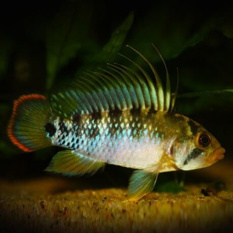 Apistogramma Baenschi - Inca 3-3,5 cm