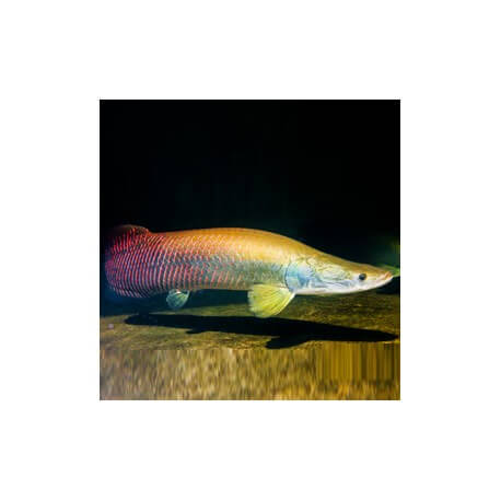 ARAPAIMA GIGAS 10-15 CM VENTE SOUS CITES ANNEXE II B (15NL230271/11)