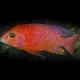 AULONOCARA FIRE FISH P 3-4 cm