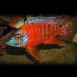 Aulonocara sp. rubin red S