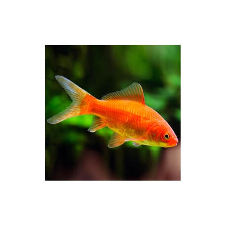 Carassius auratus red 12 - 14 cm