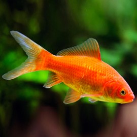 Carassius auratus red 4 - 5 cm