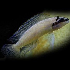 Chalinochromis brichardi  8 cm