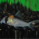 CORYDORAS ADOLFOI M L "SAUVAGE"