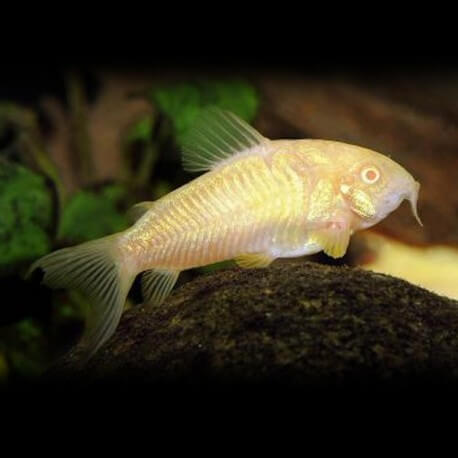 CORYDORAS AENEUS ALBINOS P 1.5-2.5