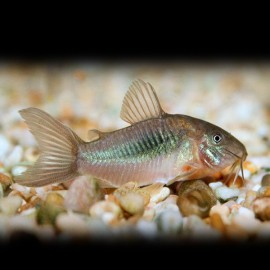 CORYDORAS AENEUS P M 2.5CM