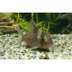 Corydoras delphax 2,5-3cm