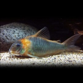 CORYDORAS EQUES L 3.5-5CM