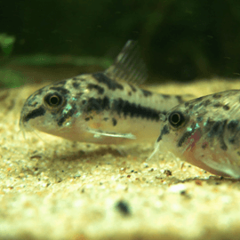 Corydoras habrosus 1,5 - 2,5 cm