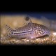 Corydoras julli /leopard/ > 4 cm