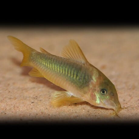 Corydoras melanotaenia 3 - 3,5 cm