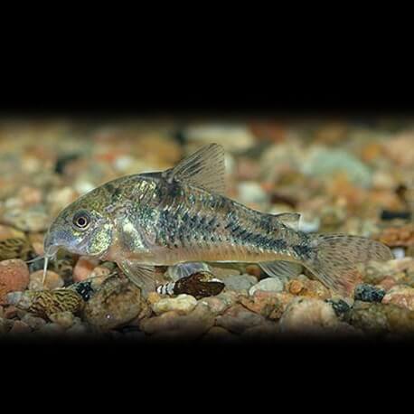 CORYDORAS PALEATUS P 2.5CM