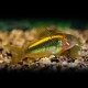 CORYDORAS SP. NEON ORANGE M