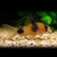 CORYDORAS WEITZMANI P/M  CM