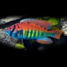 Haplochromis nyerei 3 - 4 cm