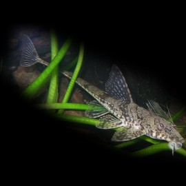 Loricaria filamentosa +10cm