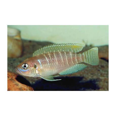 Lamprologus brevis 3 - 4 cm