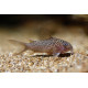 Corydoras punctatus 4 - 5 cm