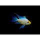 Papiliochromis ramirezi electric blue long fin 3 - 3,5 cm